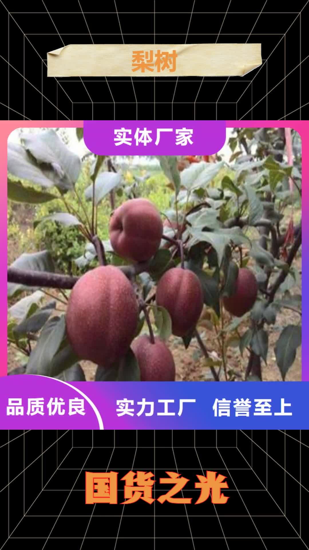 营口【梨树】,樱桃苗现货交易