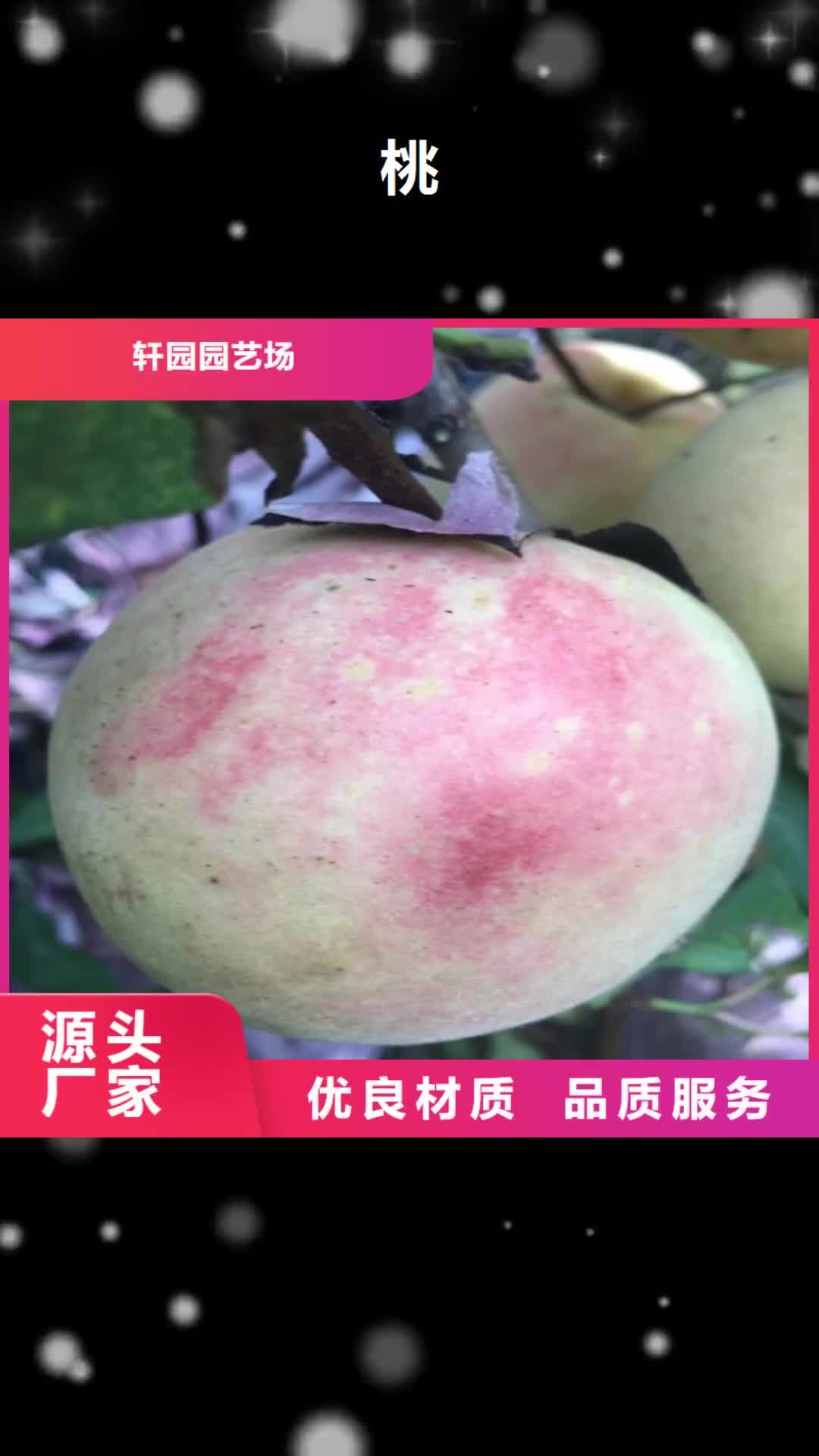 锦州【桃】杏树苗检验发货